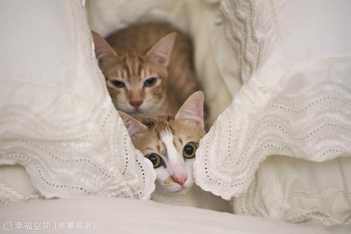 貓咪