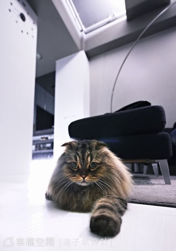 屋主愛貓