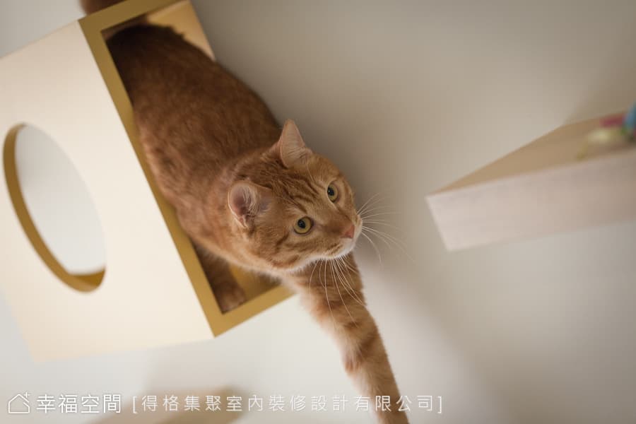 貓咪遊戲區