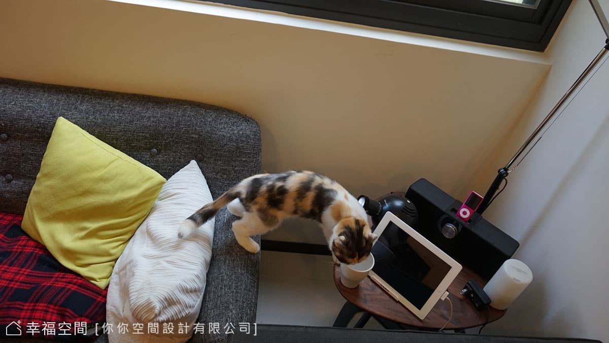 毛小孩與空間